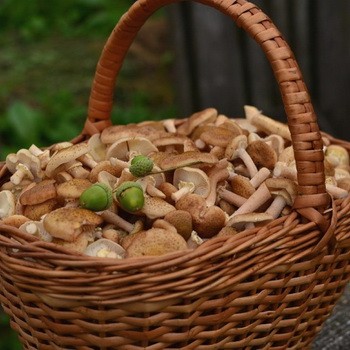 Dois-je enlever le film des champignons?