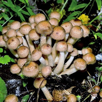 Pourquoi les champignons au miel sont-ils amers? Causes possibles