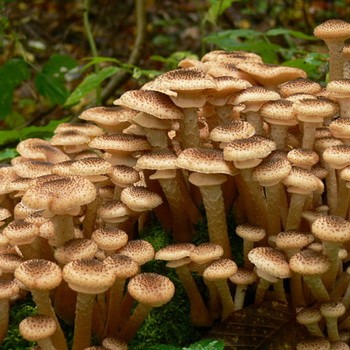 Champignons au miel dans la région d'Oulianovsk: où poussent les champignons?