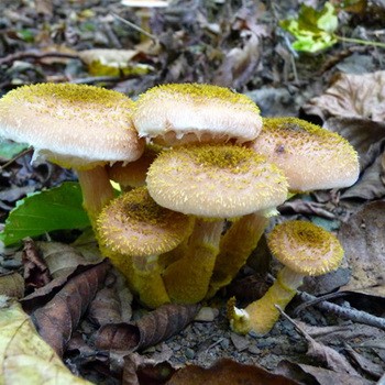 Champignons au miel dans le Kouban: les endroits les plus champignons