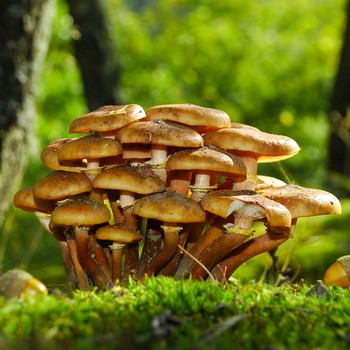 Champignons au miel dans la région d'Oryol: où cueillir des champignons