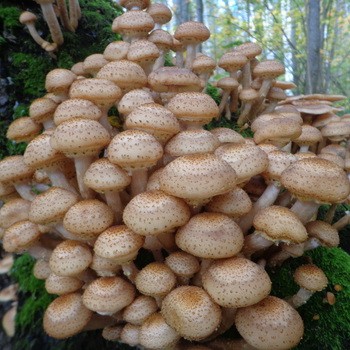 Où poussent les champignons de miel à Penza et dans la région de Penza