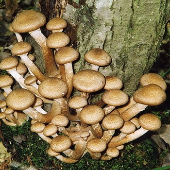 Où cueillir les champignons de miel à Iekaterinbourg et dans la région de Sverdlovsk