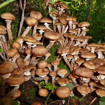 Où aller pour les champignons de miel à Tula et sa région