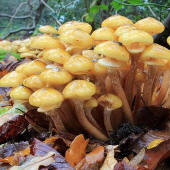 Champignons au miel dans le territoire de Krasnodar: où et quand récolter