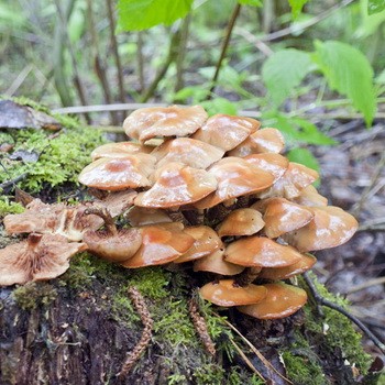 Pourquoi la plaque blanche apparaît-elle sur les nids d'abeilles?