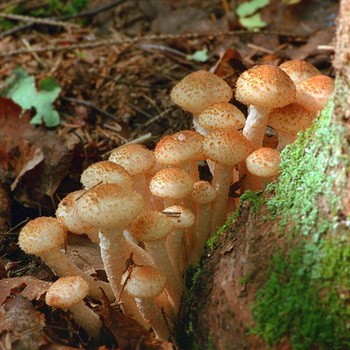 Agarics au miel dans les régions de Voronej et de Voronej