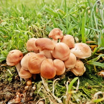 Champignons de miel d'automne et d'été qui poussent sur le sol