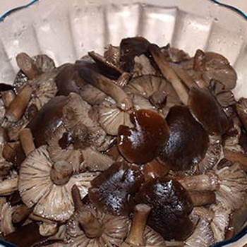 Comment faire cuire les champignons bouillis pour l'hiver