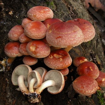 Faux brique d'agaric au miel rouge: photo et description