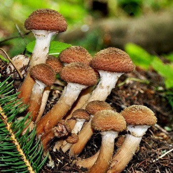 Où et quand cueillir des champignons en Bachkirie