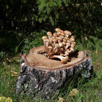 Champignons au miel: avantages et inconvénients pour la santé