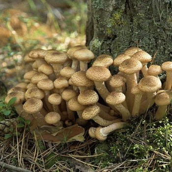 Champignons de miel d'automne et de prise en charge dans la région de Tula