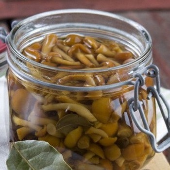 Champignons chauds et salés: recettes pour l'hiver