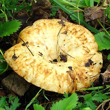 Champignons du sein: bénéfice ou préjudice pour le corps humain