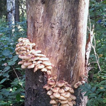 Champignons comestibles et faux poussant sur les arbres.