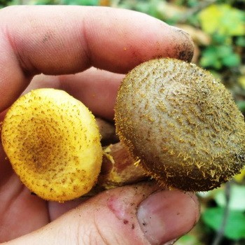 Fausse intoxication au miel: symptômes, traitement et conséquences