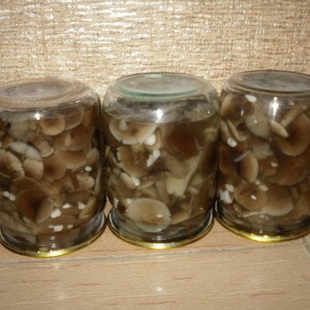 Champignons au miel salés dans des bocaux: recettes pour les champignons