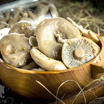 Comment préparer les champignons pour l'hiver à la maison