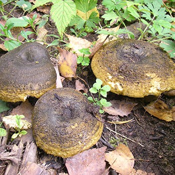 Quand pouvez-vous ramasser des champignons et combien de temps