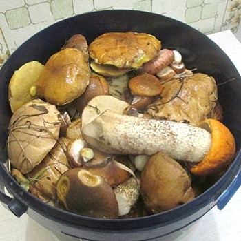 Comment gérer les champignons champignons après la collecte