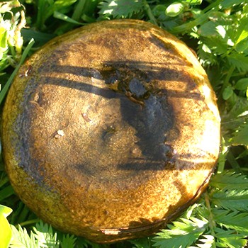 Comment éplucher rapidement les champignons du sol et de la terre (avec vidéo)