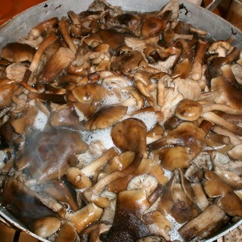 Comment faire cuire des champignons de différents types