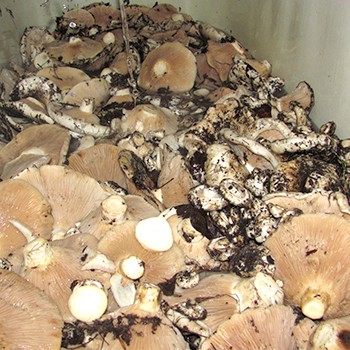 Comment garder les seins salés et frais