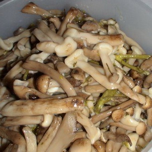 Champignons marinés à froid: recettes d'hiver