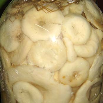 Comment saler les gros seins (recettes)