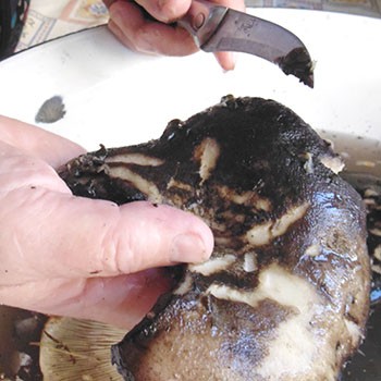 Comment éplucher rapidement les champignons du sol et de la terre (avec vidéo)