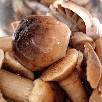 Préparations hivernales de champignons au miel pour l'hiver: recettes