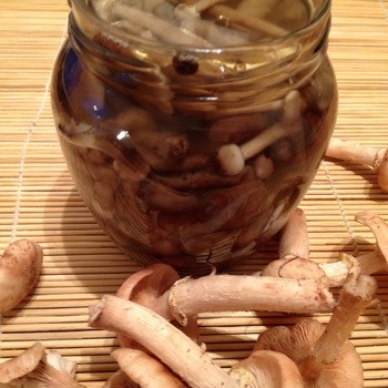 Pickling été, automne et champignons de chanvre pour l'hiver