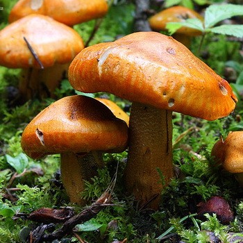 Ryadovka orange: photo et description