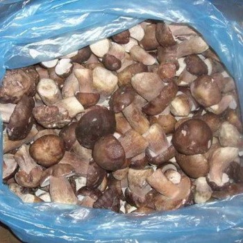 Comment congeler les champignons à ramer pour l'hiver