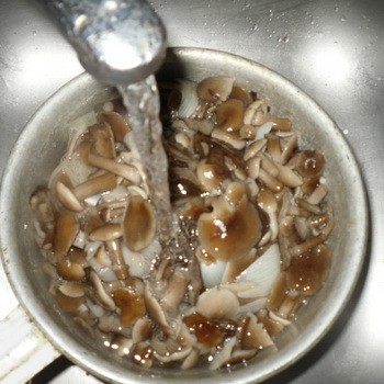 Comment éplucher et laver les champignons champignons après la forêt