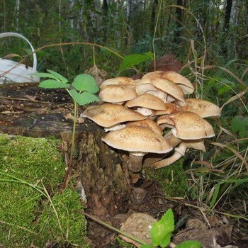 Champignons de chanvre: espèces comestibles et fausses
