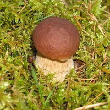 Les conditions pour la croissance des champignons porcini: heure, lieu et température