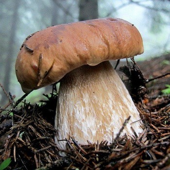 La cueillette des champignons porcini est-elle possible en octobre?