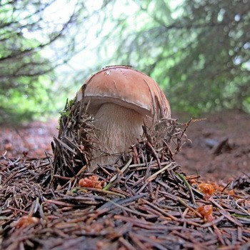 Champignons Porcini dans le territoire de Krasnodar: lieux et saison de collecte