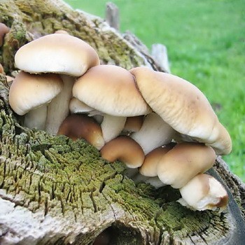 Champignon de peuplier