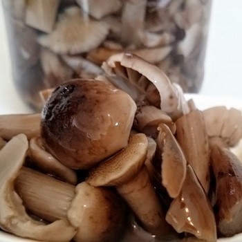 Récolte des champignons d'automne pour l'hiver: recettes maison