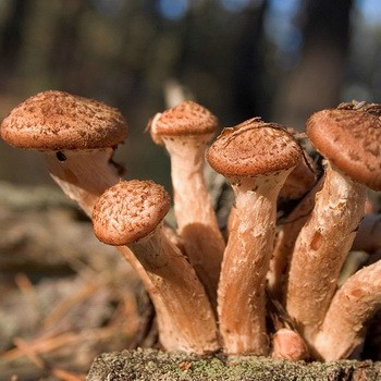 Champignon d'automne et ses contreparties dangereuses
