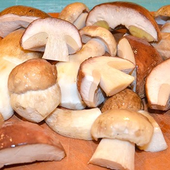 Comment faire cuire des champignons porcini frais