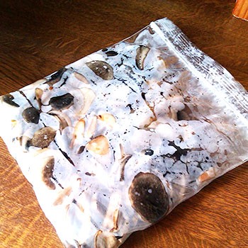 Comment congeler les champignons porcini