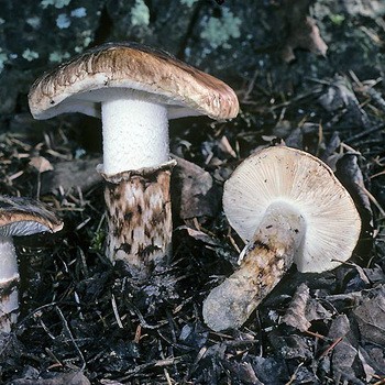 Tacheté et matsutake