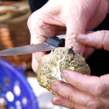 Comment nettoyer un champignon porcini avant la cuisson (avec photo)
