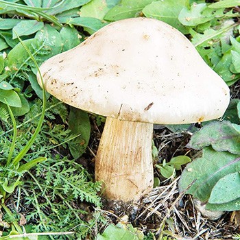 Ryadovka violet: photo, description et distribution