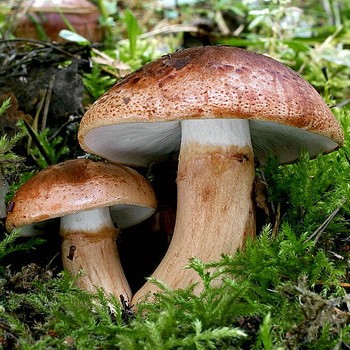 Aviron cassé: photo et description