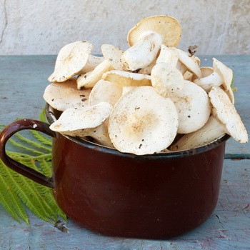 Champignons salés froids recettes d'aviron